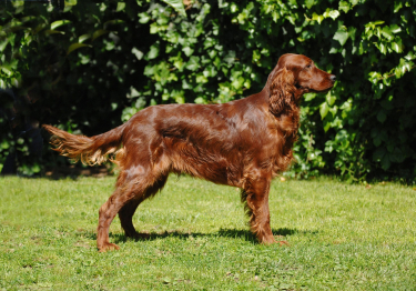 Setter Irlandais Rouge