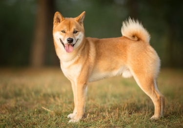 Image Shiba Inu