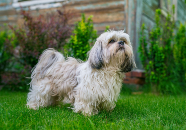 Image Shih Tzu