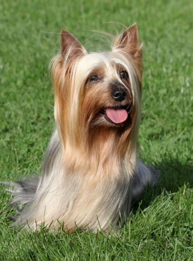 Silky Terrier