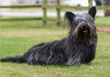 Skye Terrier