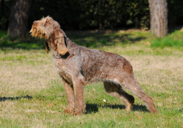 Image Spinone