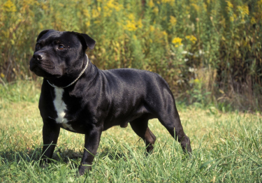 Staffordshire Bull Terrier