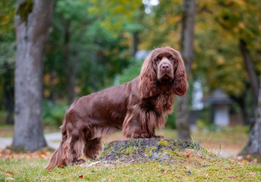 Image Sussex-Spaniel