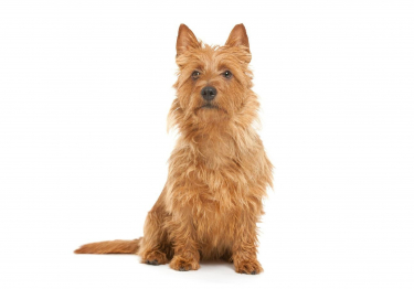 Terrier australien