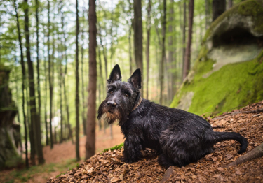 Terrier Ecossais