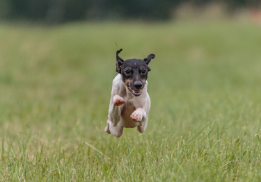 Terrier japonais