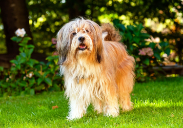 Terrier Tibétain