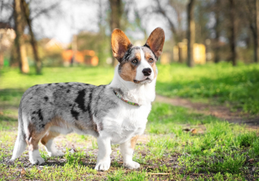 Image Welsh Corgi Cardigan