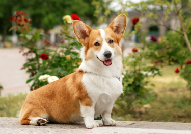 Image Welsh Corgi Pembroke