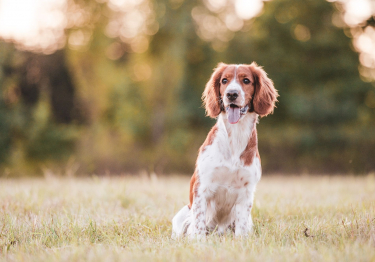 Image Welsh Springer Spaniel