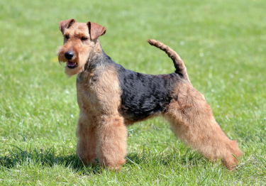 Image Welsh Terrier