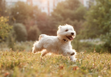 West Highland White Terrier