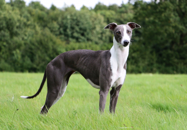 Whippet