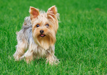 Image Yorkshire Terrier