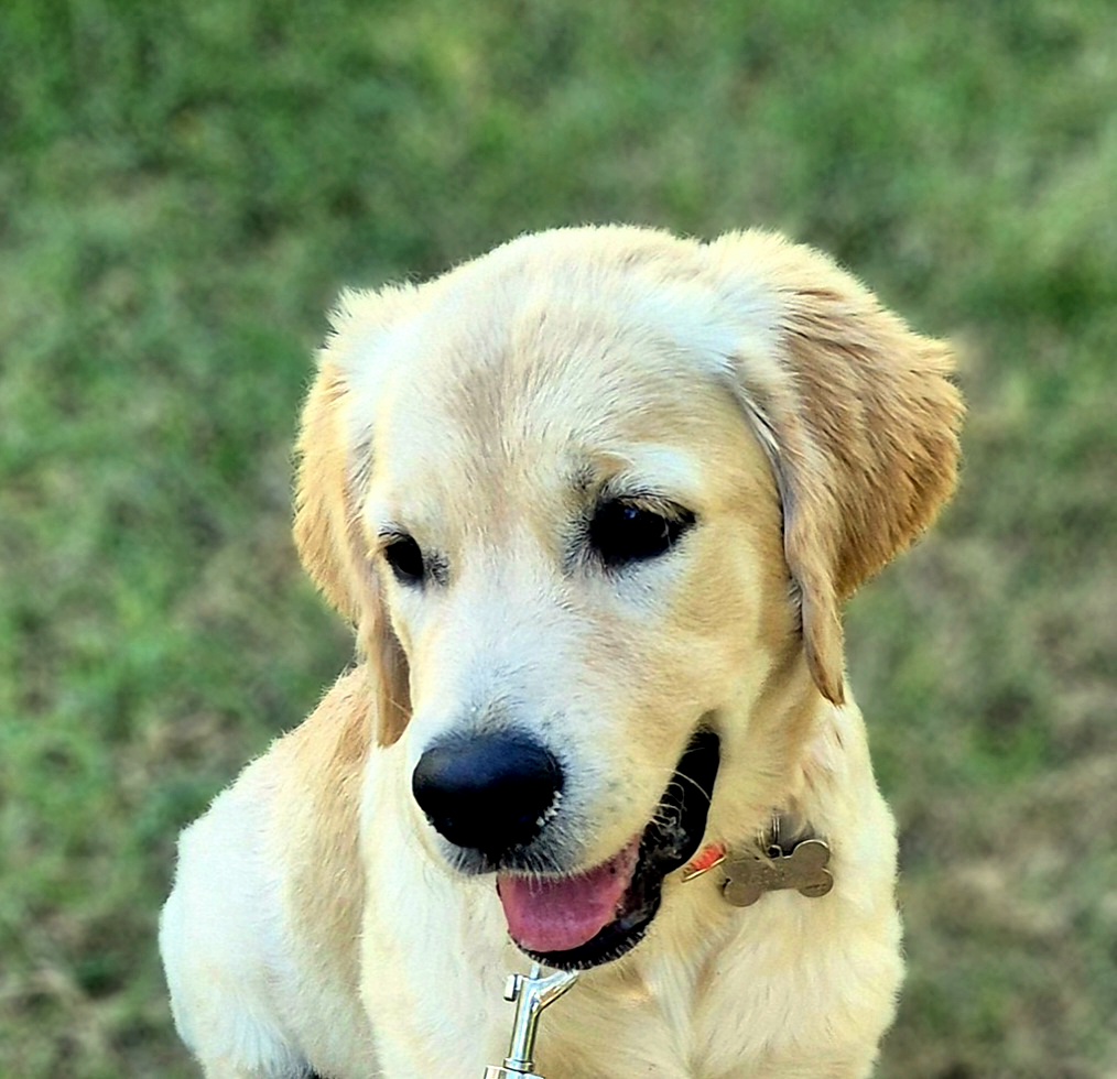 XENA