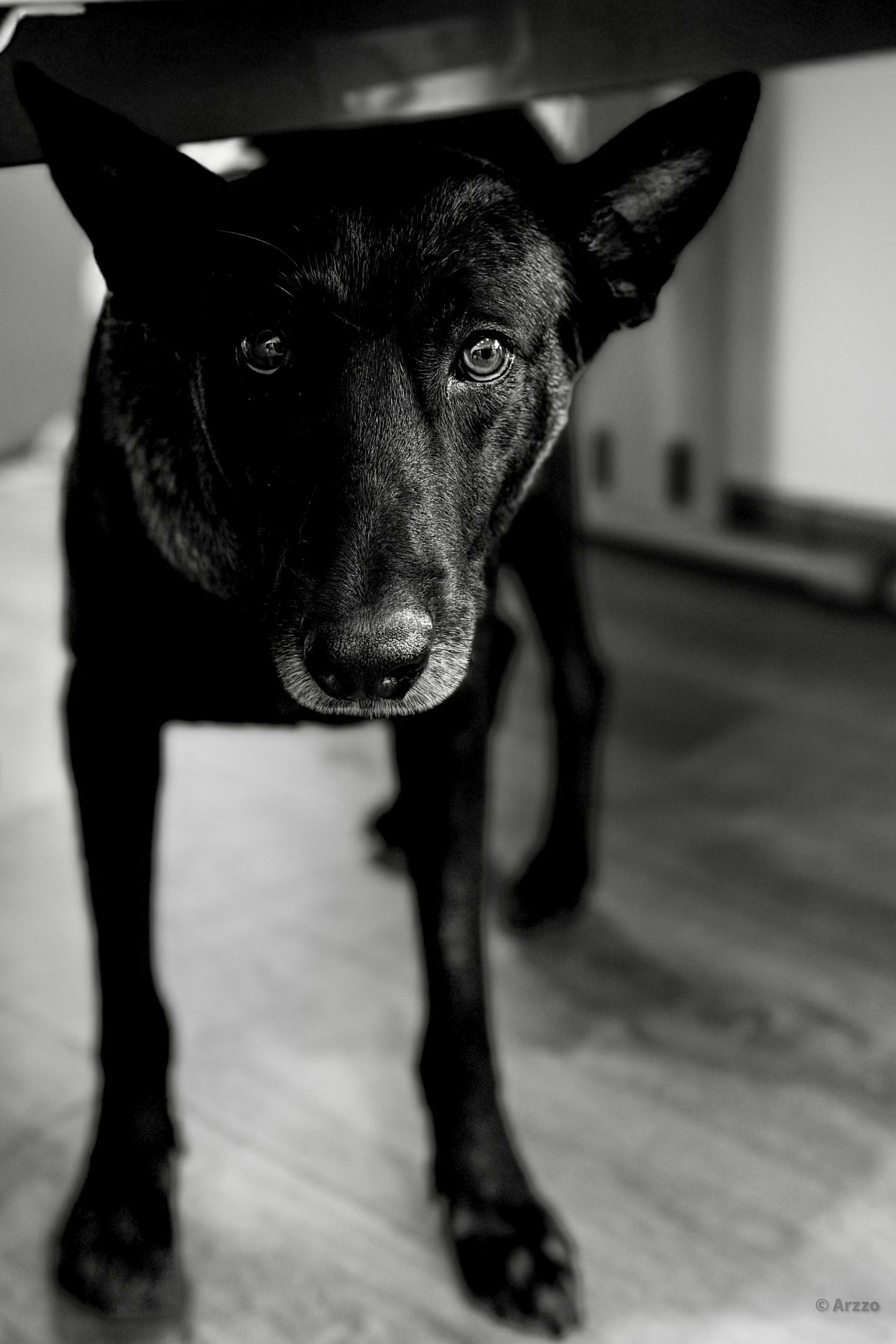 Shadow