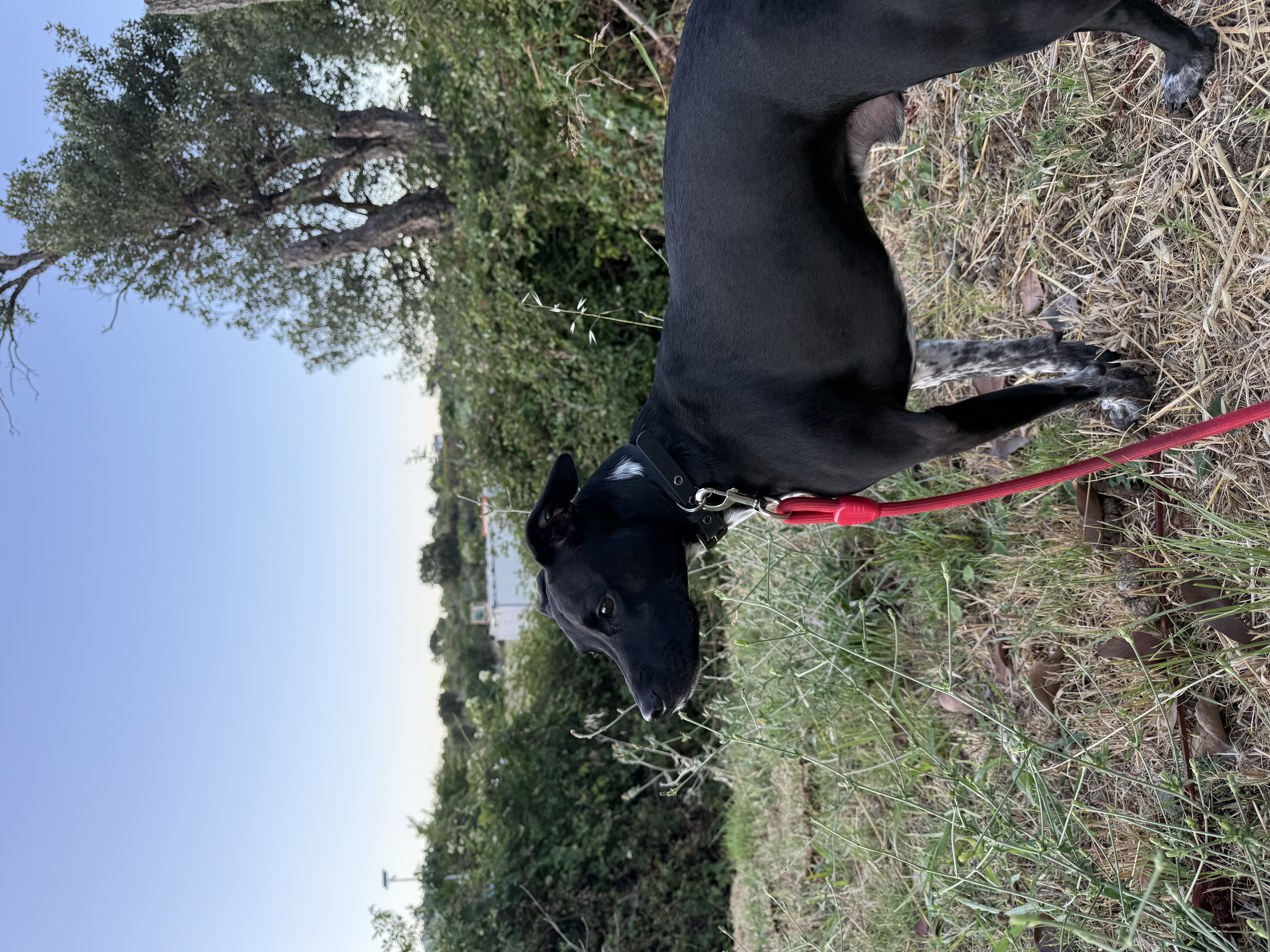 Oreo