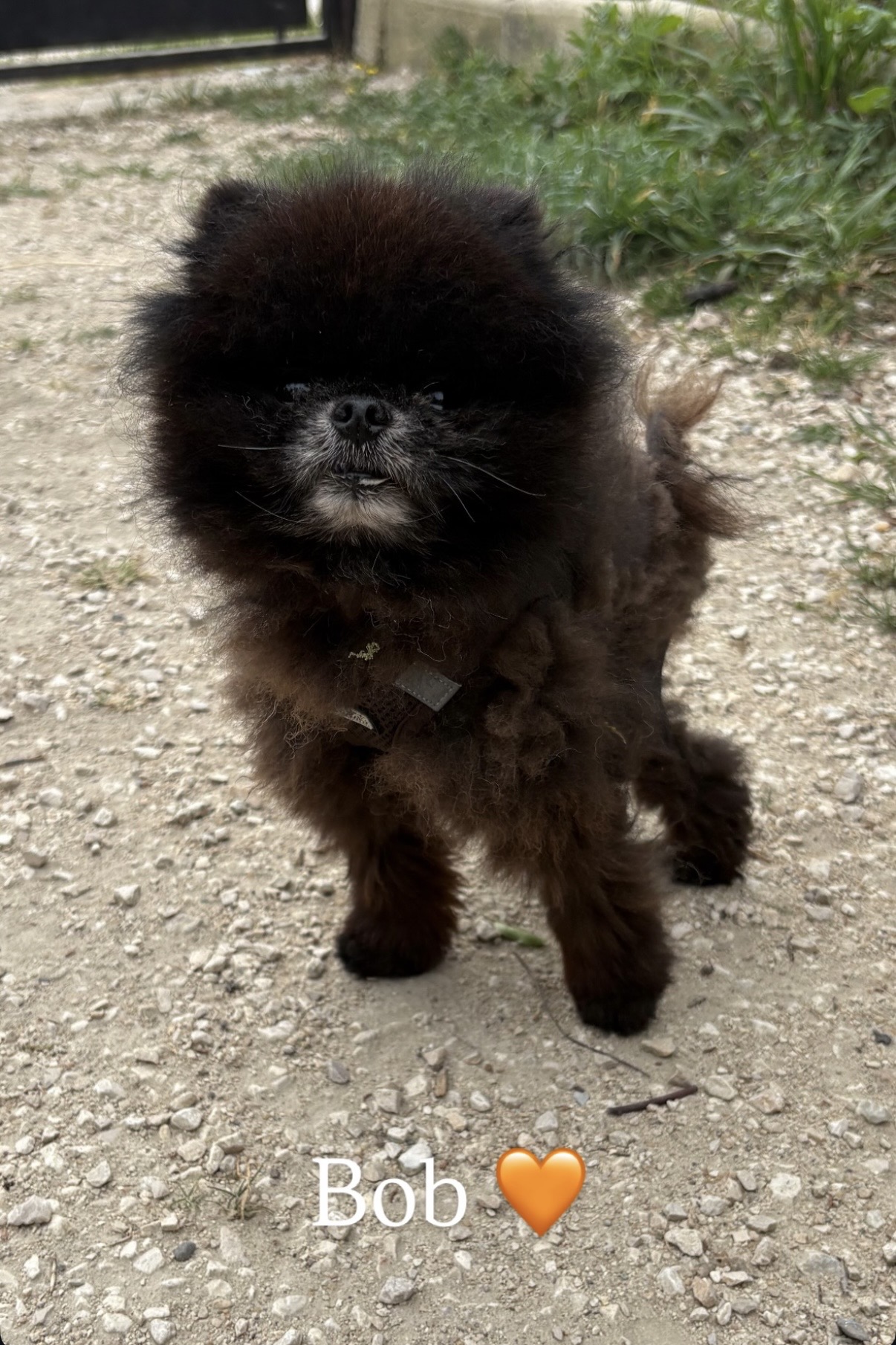 Bob