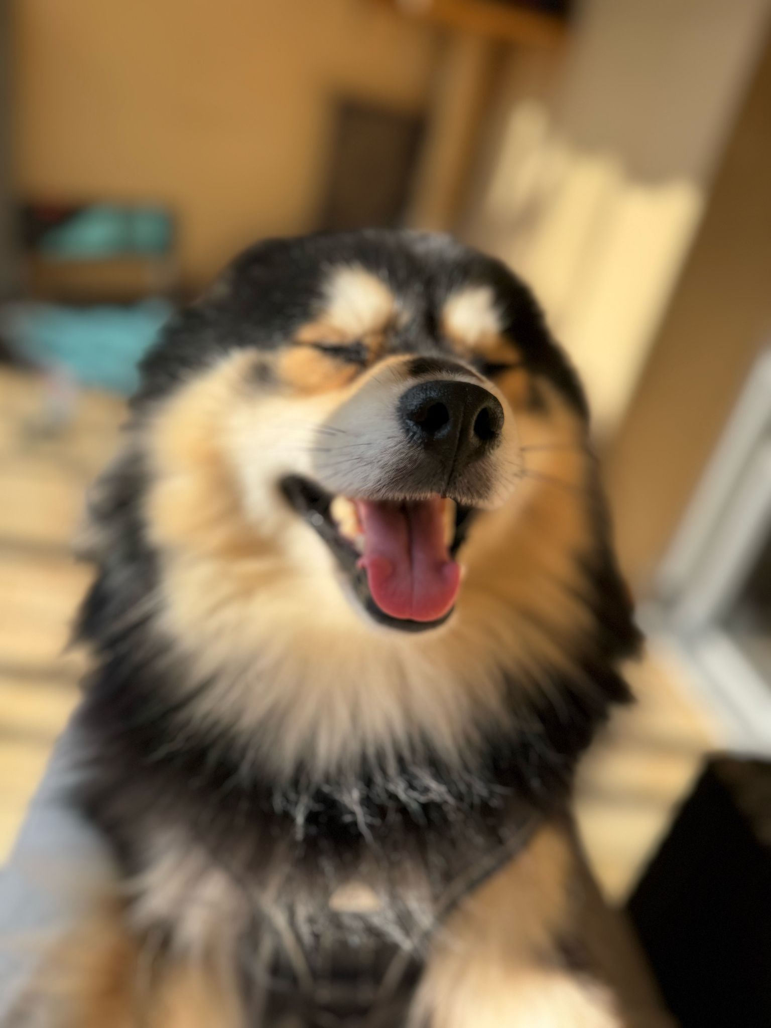 POM