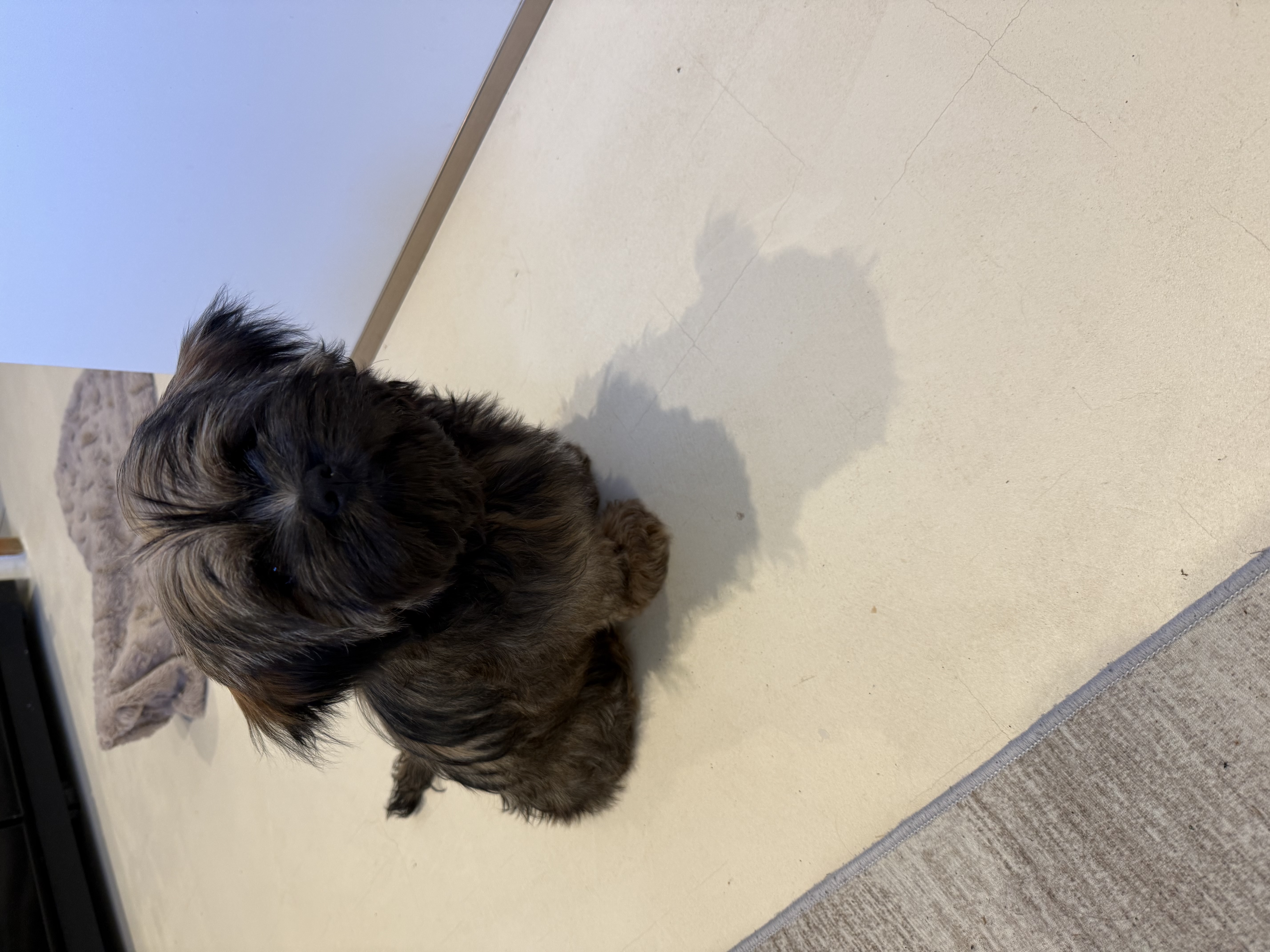 Bodhi