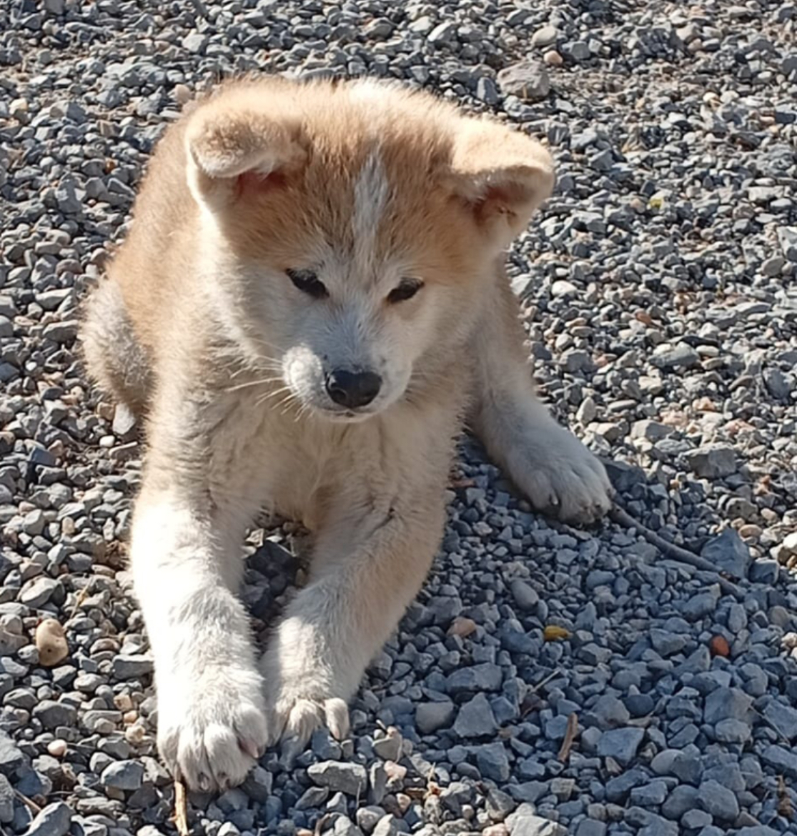 Aiko