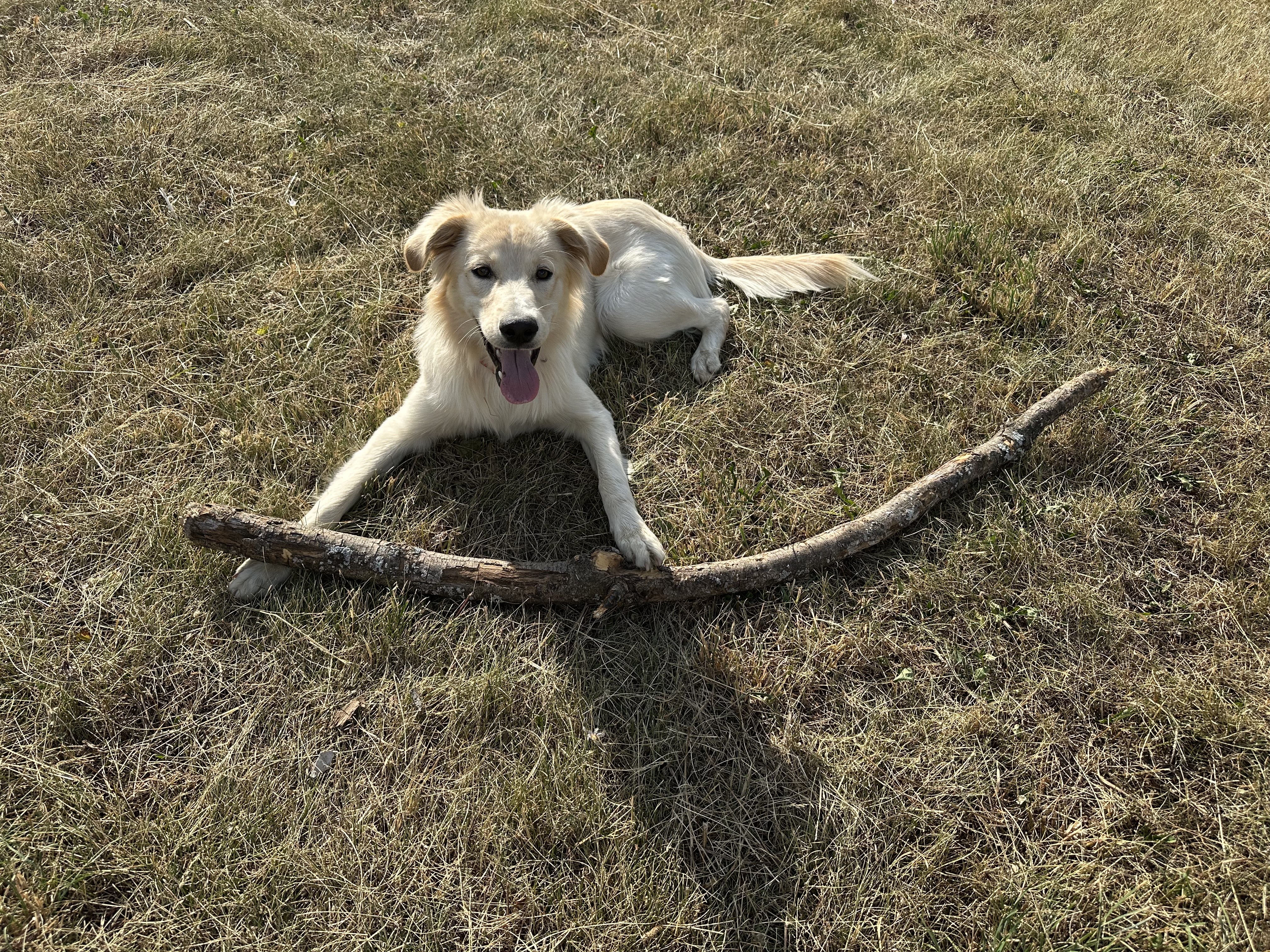 SIMBA