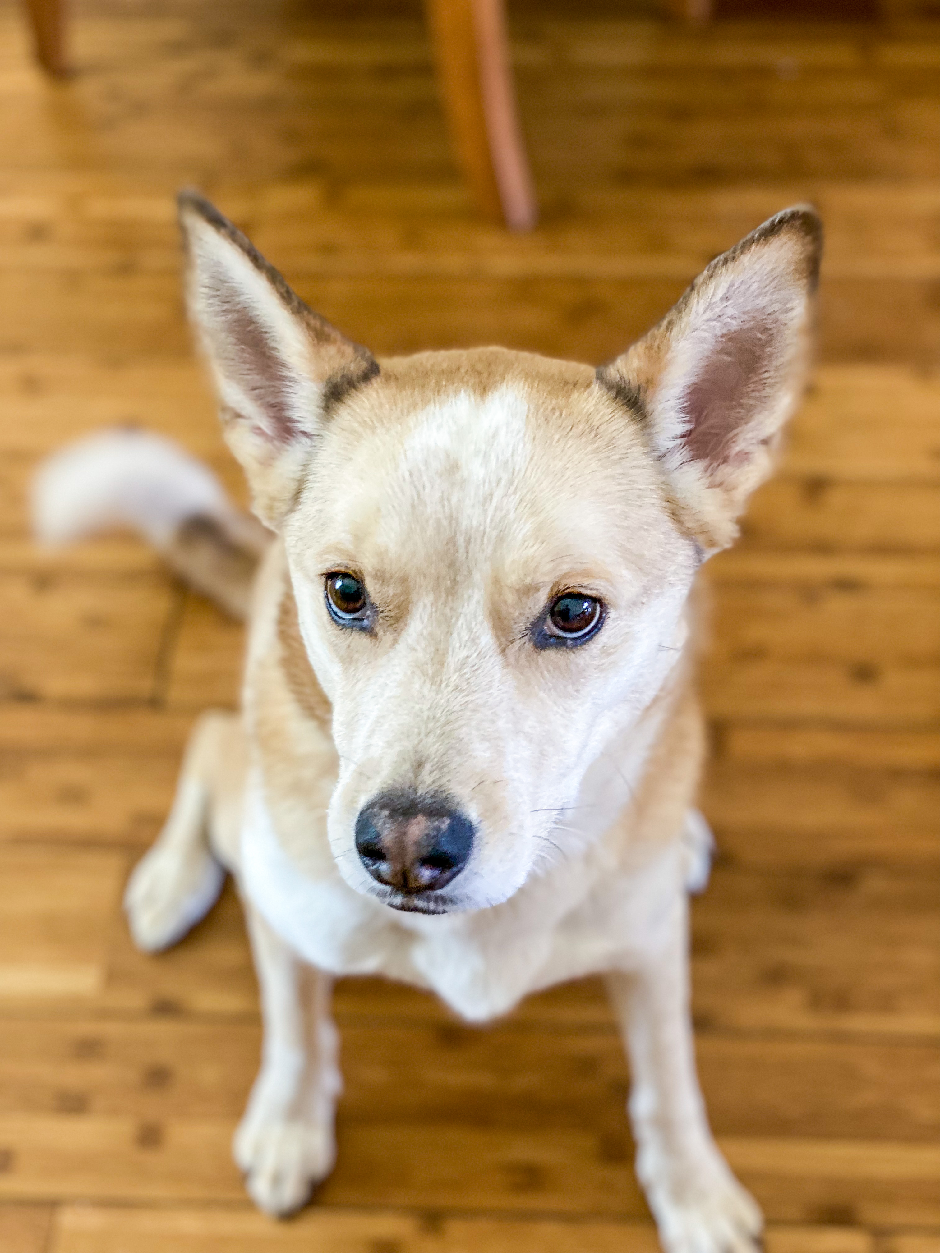 Apollo