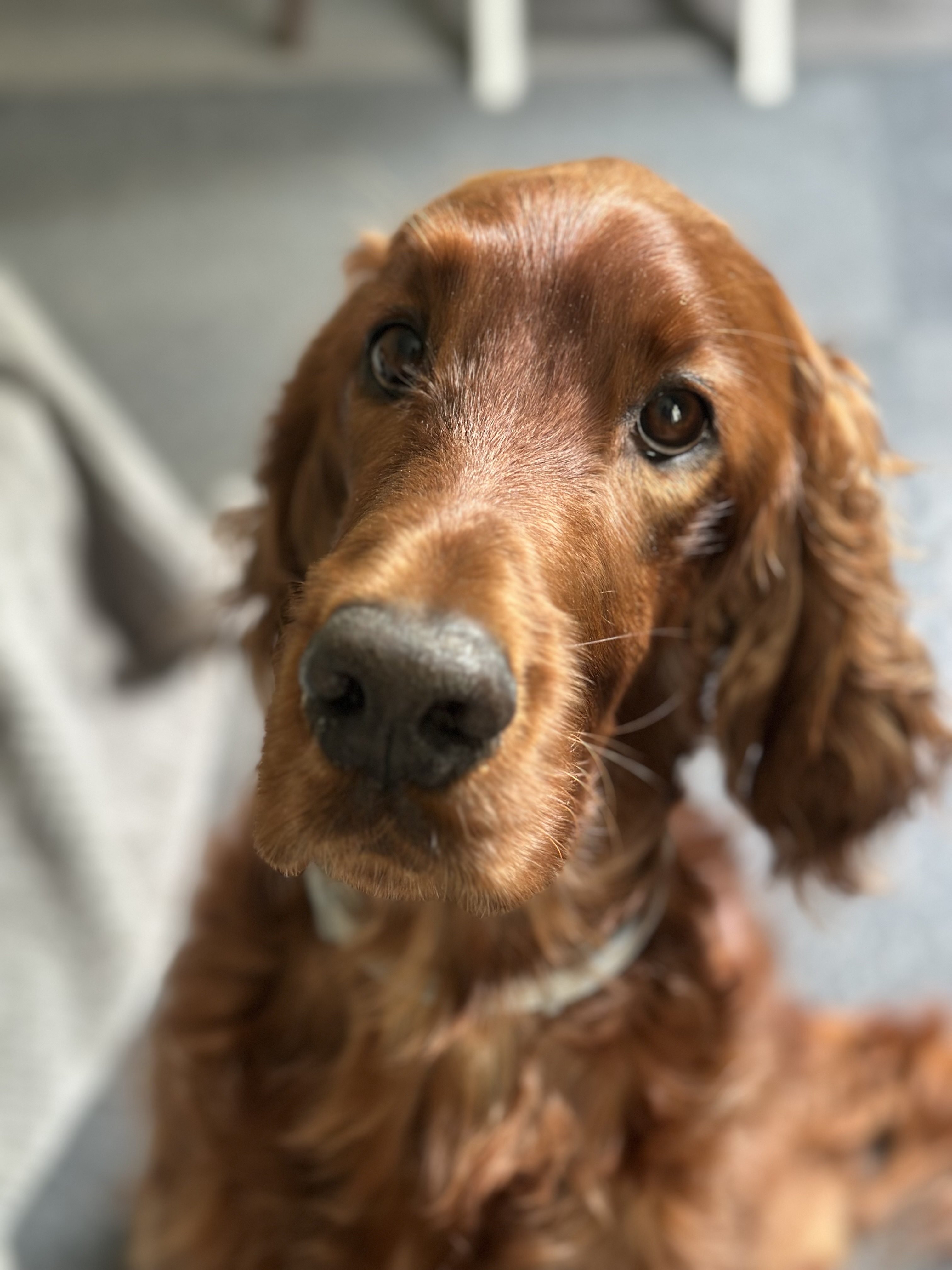 Scipio