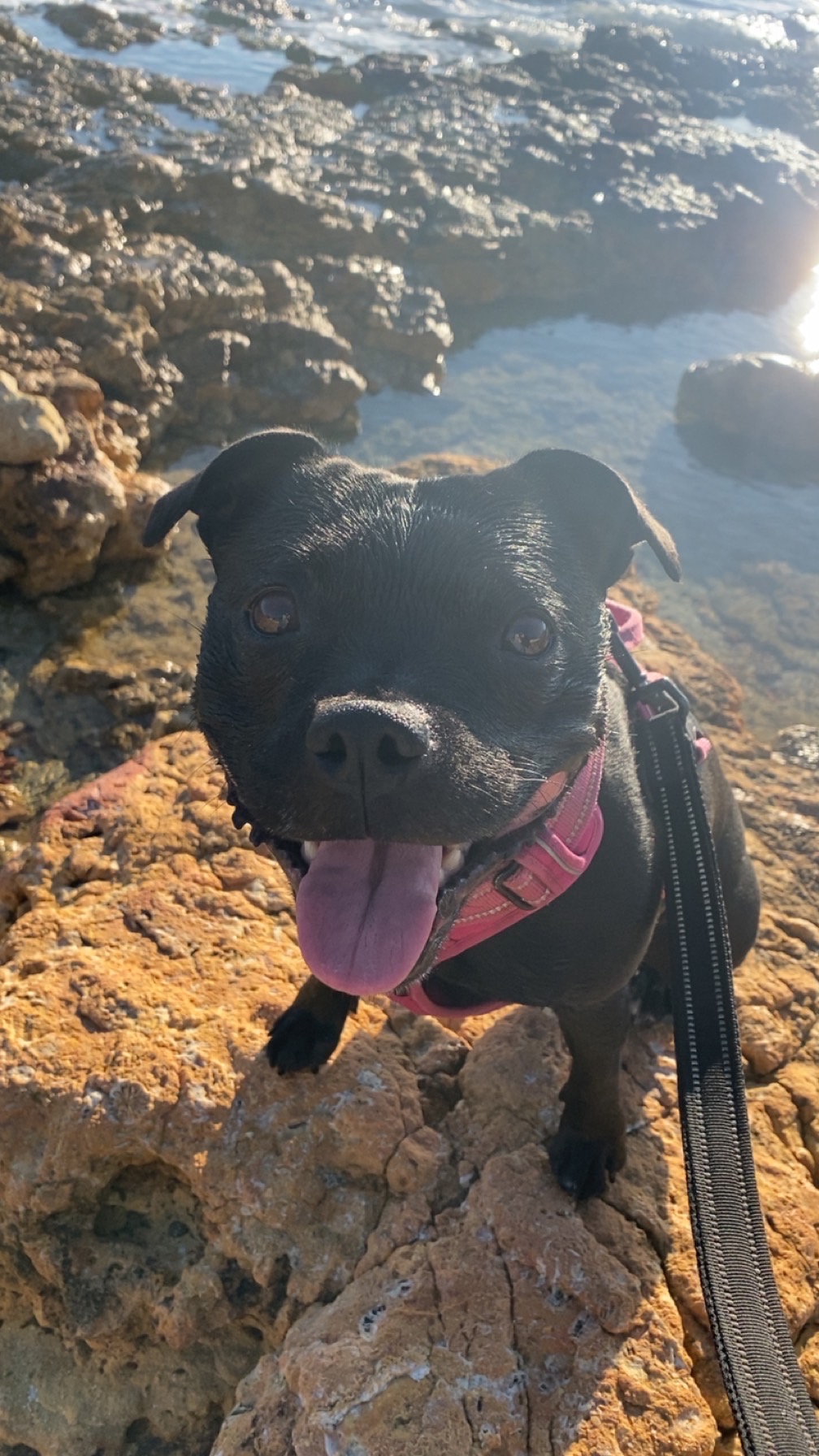 Rosie