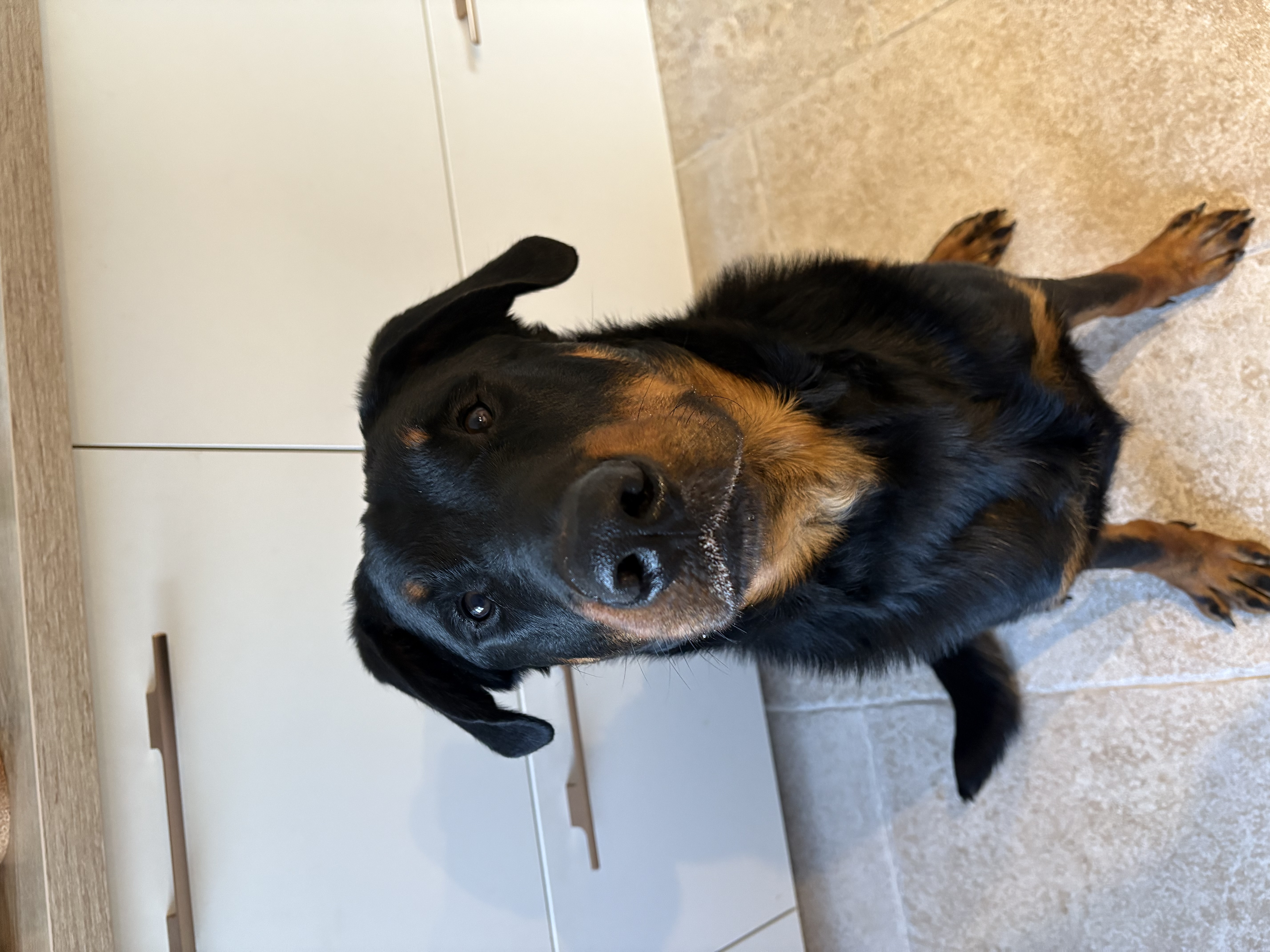 Vito