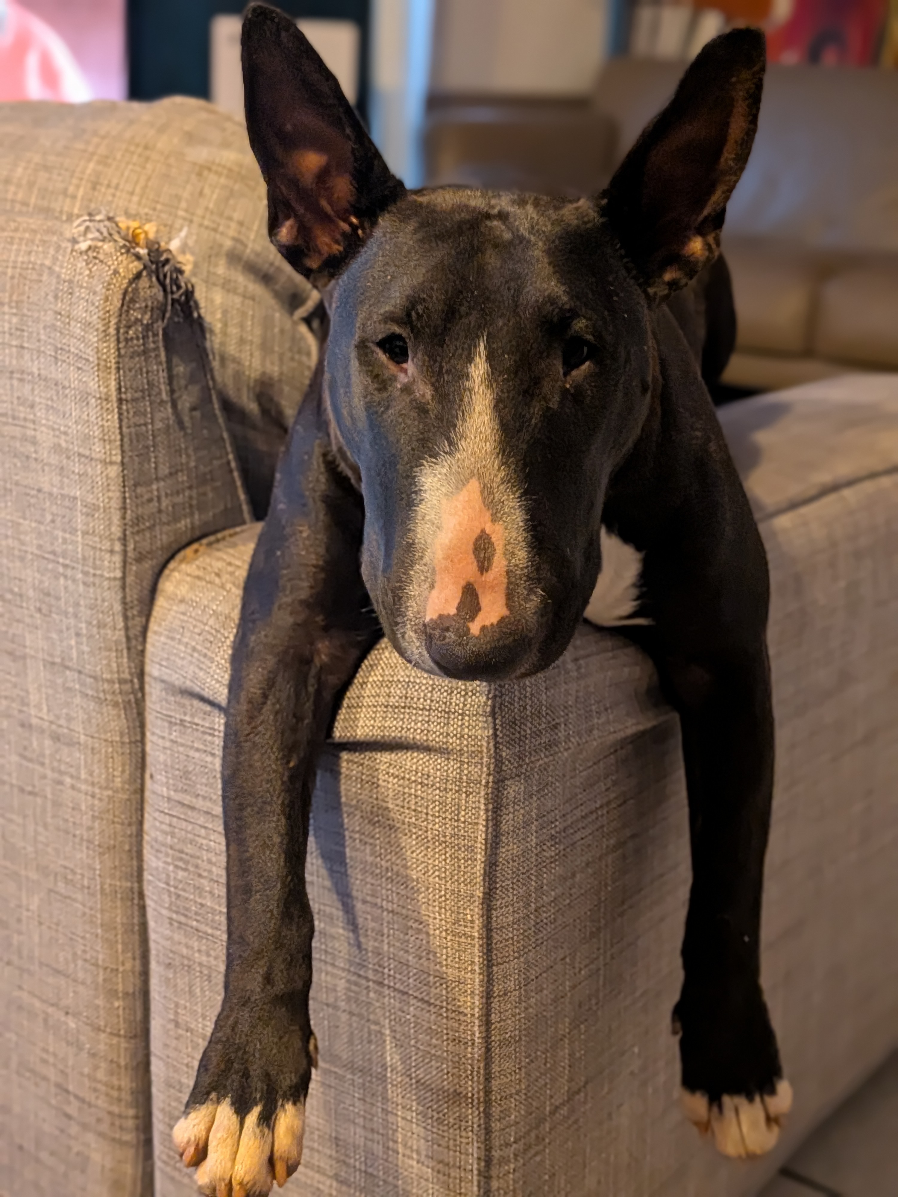 Akila