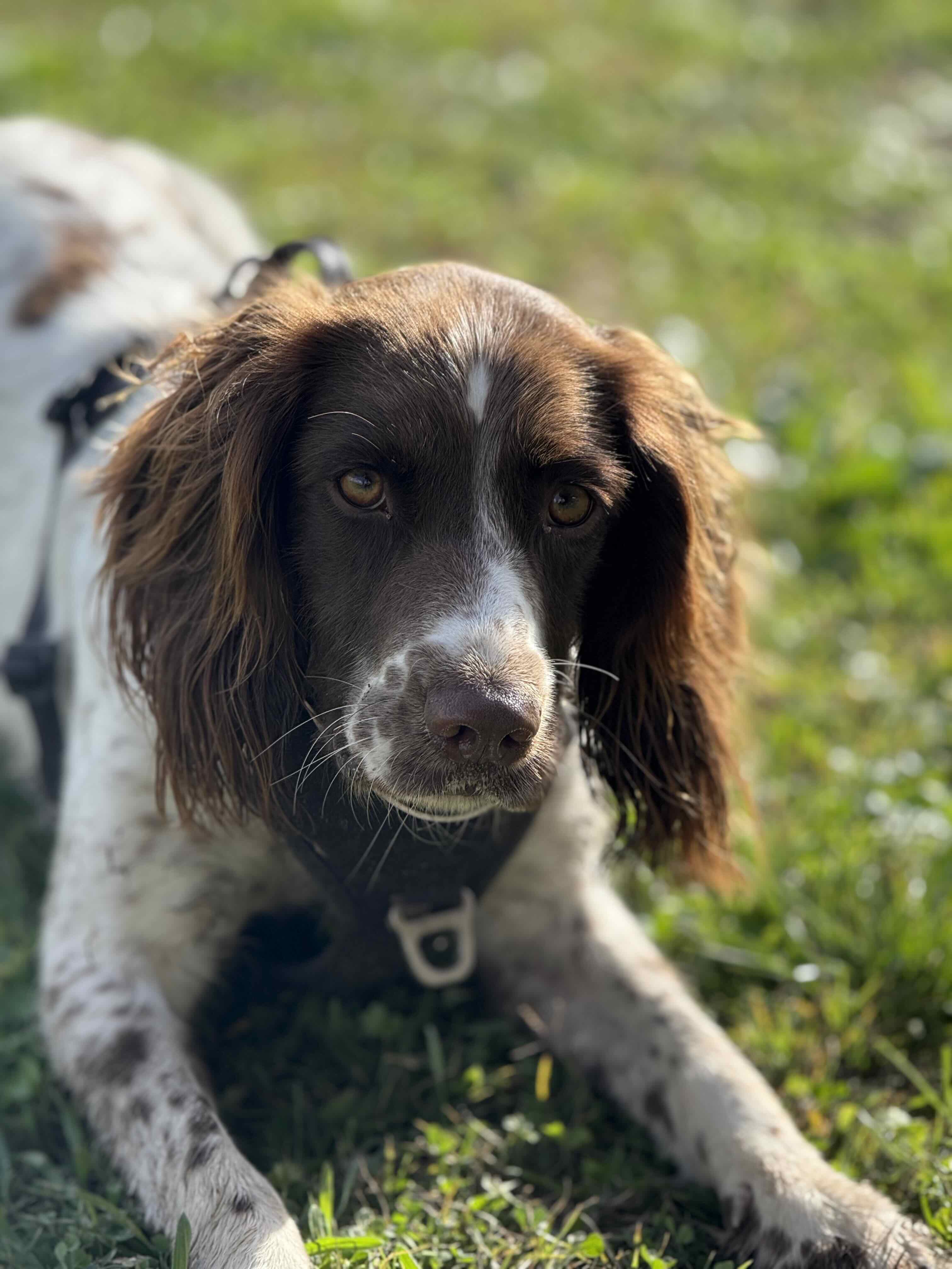 Pip (Tiphaine) Verboom