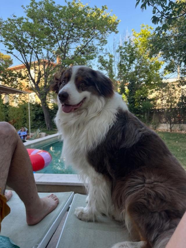 RINGO